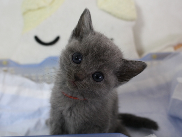 ロシアンブルーがめちゃくちゃ可愛い・猫画像22選☆ - 猫画像どっと 猫ブログ