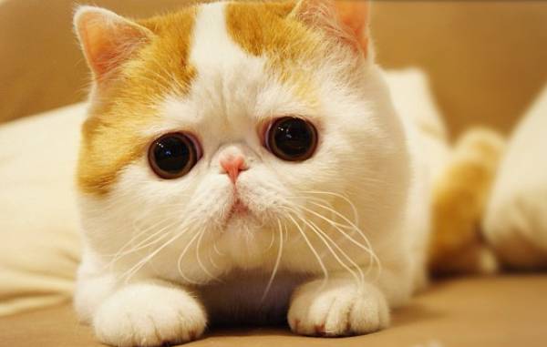 猫好きのためのマニアックなブサかわ猫画像厳選11つ 猫画像どっと 猫ブログ
