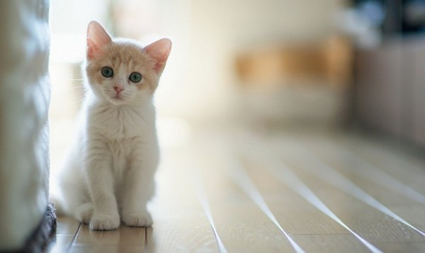 画像 癒される かわいい猫の壁紙集 Naver まとめ