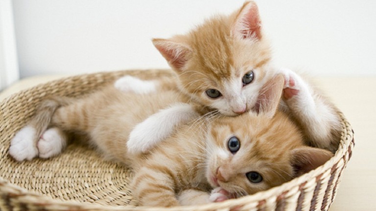 子猫の画像を取得するなら知っておきたいWEBページ 猫画像どっと 猫ブログ