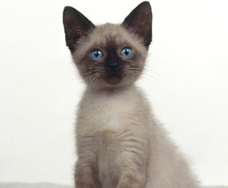 可愛いシャム猫が集まる猫画像 ２０選 猫画像どっと 猫ブログ