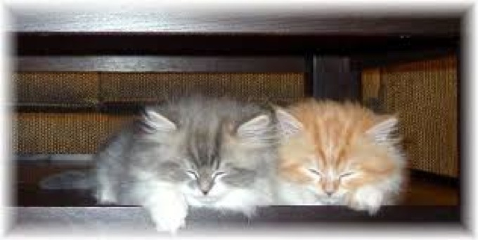 よく遊びよく寝る☆ヤバい可愛いラガマフィンの猫画像２０選!!