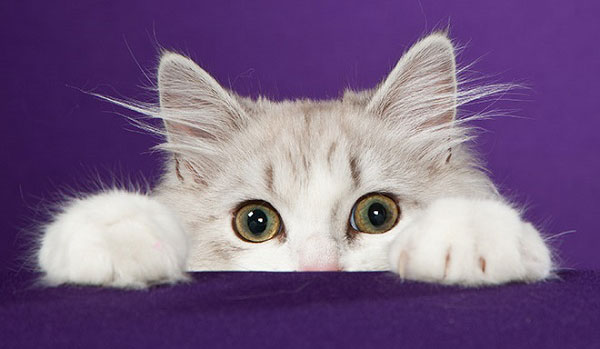 よく遊びよく寝る☆ヤバい可愛いラガマフィンの猫画像２０選!!