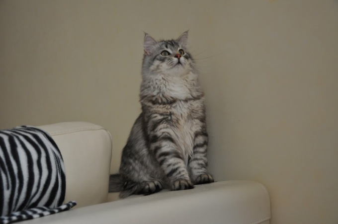 飼い主に従順なサイベリアンが可愛い、猫画像２０選！! 