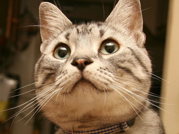 恐ろしくキュートなアメリカンショートヘアーの猫画像２０選！!