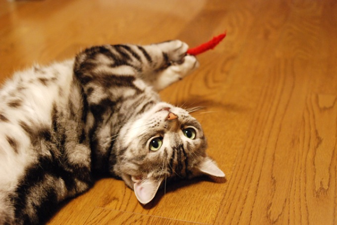 恐ろしくキュートなアメリカンショートヘアーの猫画像２０選！!
