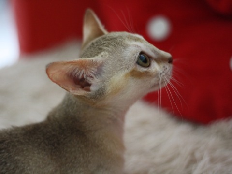 俺たちシャイで甘えん坊☆シンガプーラの猫画像２０選!!