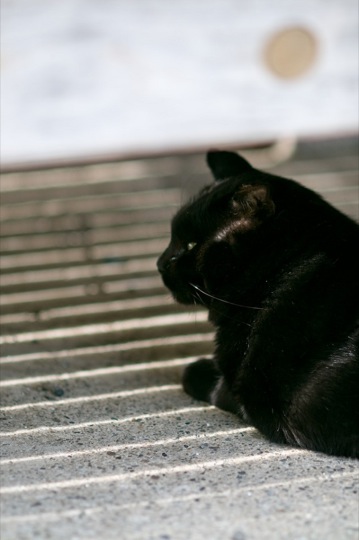 不思議な魅力の持ち主です☆キリッと可愛い黒猫画像１３選!!