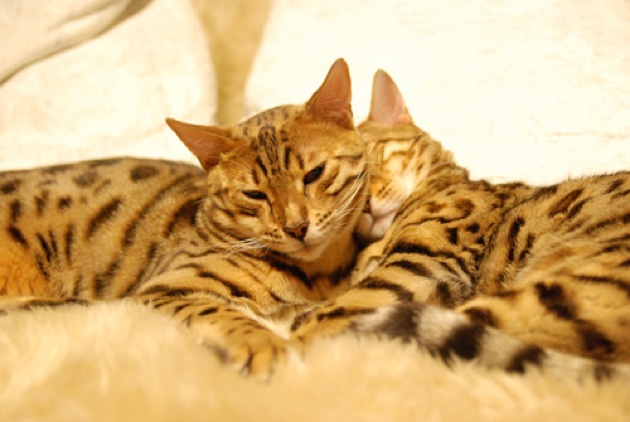 俺たち感情表現豊かなベンガル猫が集まる、猫画像２０選!!