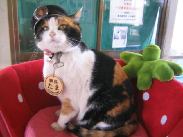 今日はとってもかわいい元祖日本猫！？三毛猫の猫画像を20選ご紹介！！かわいくて、とっても癒される♪猫の画像をとくとご覧ください！！
