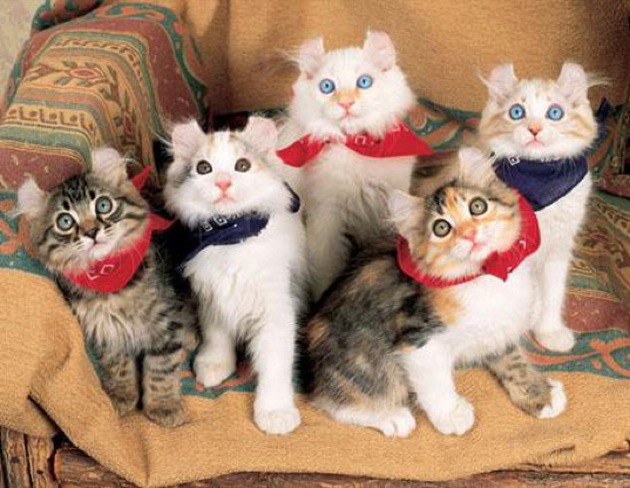 遊ぶの大好き☆キュートなアメリカンカールの猫画像２０選!!
