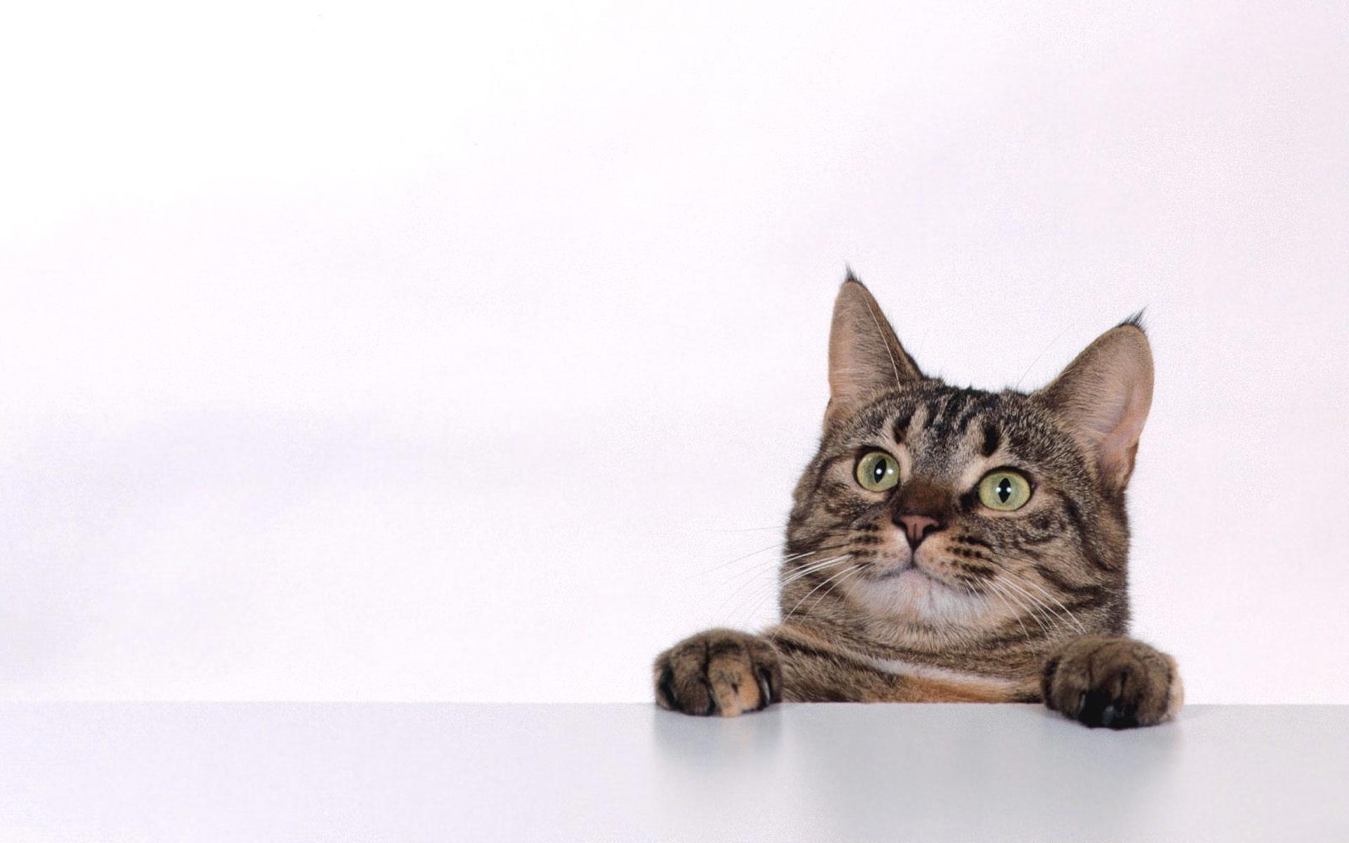 猫の壁紙でデスクトップに癒しと安らぎを☆猫の壁紙・猫画像２２選！!