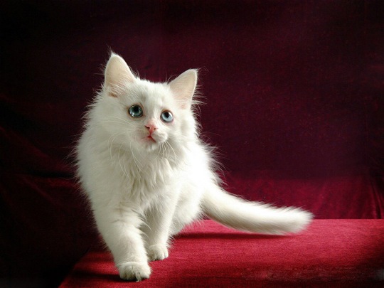 まるで天使のような白猫の猫画像２０選!!