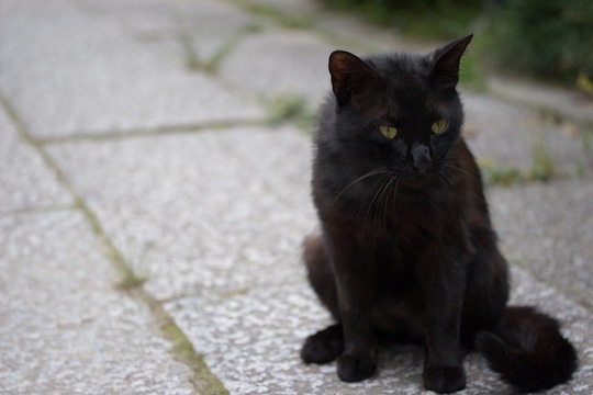 不思議な魅力の持ち主です☆キリッと可愛い黒猫画像１３選!!
