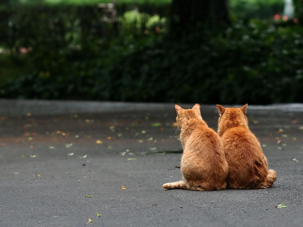 猫の壁紙でデスクトップに癒しと安らぎを 猫の壁紙 猫画像２２選