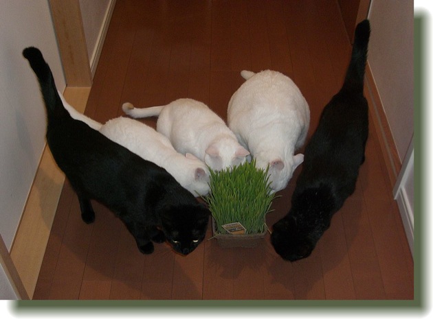 なぜ猫は猫草を食べるのか？猫草の意味と５つの効果