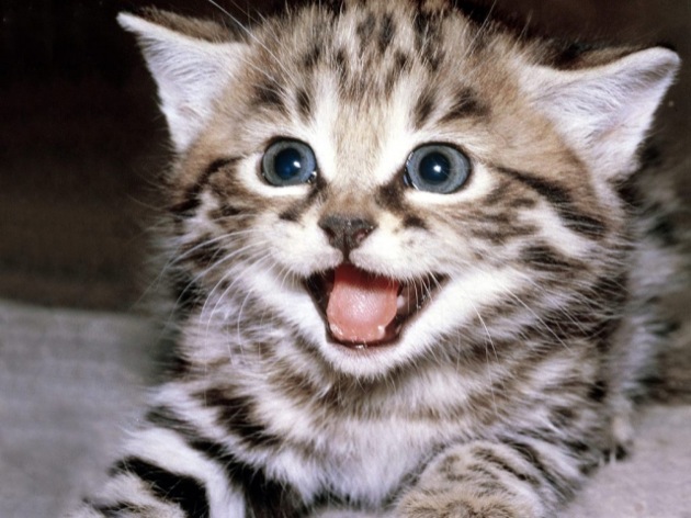 子猫の画像をみてたっぶりと癒される☆猫画像１６選!!