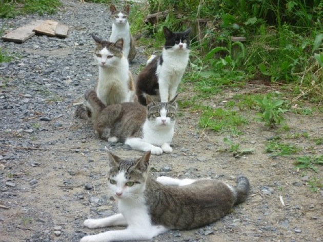 やっぱこれだね、安定の日本猫が集まる、猫画像２０選!!