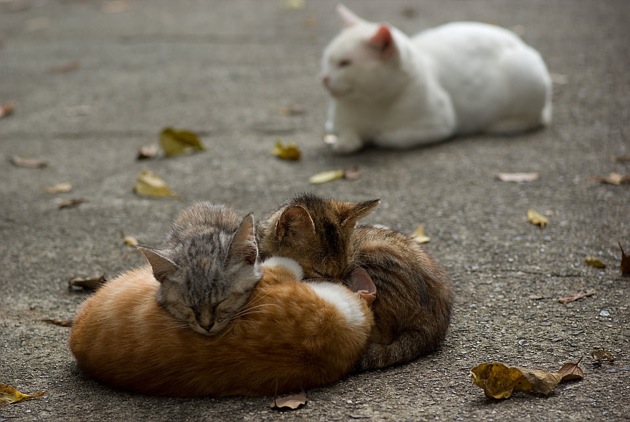 やっぱこれだね、安定の日本猫が集まる、猫画像２０選!!