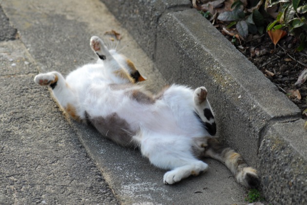 今日はとってもかわいい元祖日本猫！？三毛猫の猫画像を20選ご紹介！！かわいくて、とっても癒される♪猫の画像をとくとご覧ください！！