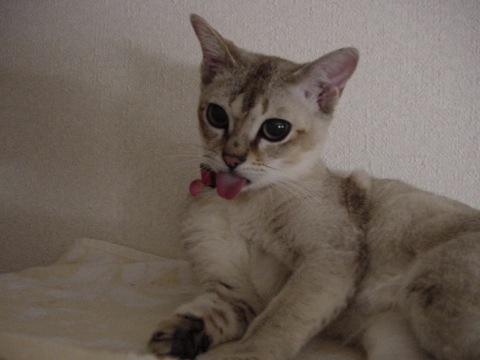 俺たちシャイで甘えん坊☆シンガプーラの猫画像２０選!!