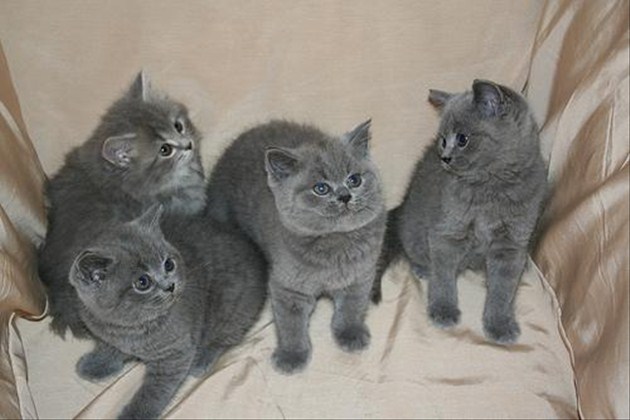 穏やかでのんびりやさんな、ブリティッシュショートヘアの猫画像２２選！！