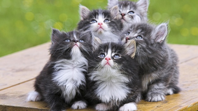 もっふもふで人懐っこい、ペルシャ猫の猫画像２２選！！