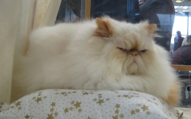 もっふもふで人懐っこい、ペルシャ猫の猫画像２２選！！