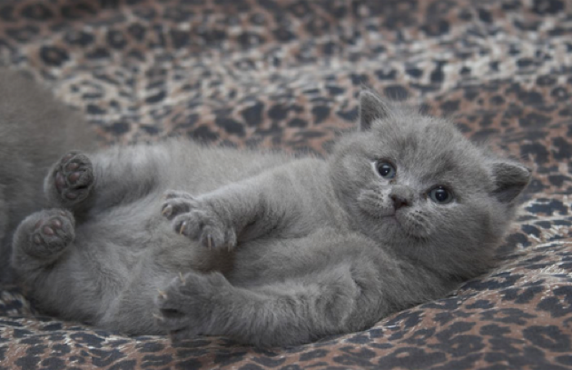 穏やかでのんびりやさんな、ブリティッシュショートヘアの猫画像２２選！！