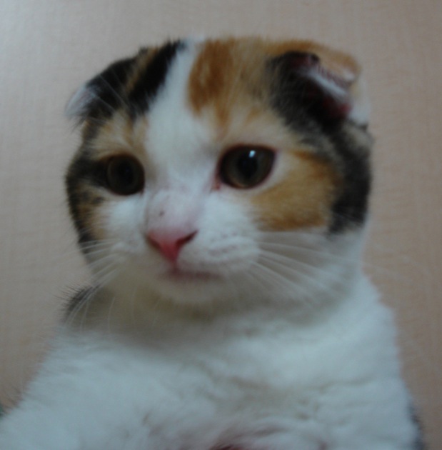 とっても甘えん坊なスコティッシュフォールドが可愛い猫画像２２選!!