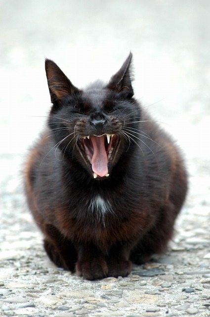 クールビューティーな黒猫画像２２選！！