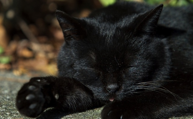 黒猫のお昼寝
