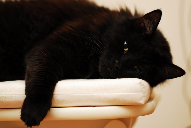 眠い黒猫
