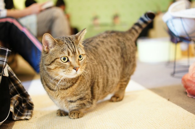 短足なマンチカンが可愛すぎる猫画像２２選☆  猫画像どっと 猫ブログ