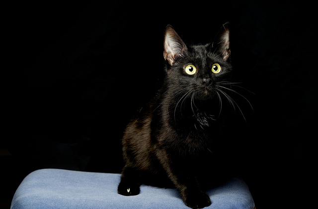 黒猫って、かわいい♪驚きの猫画像２２選!!