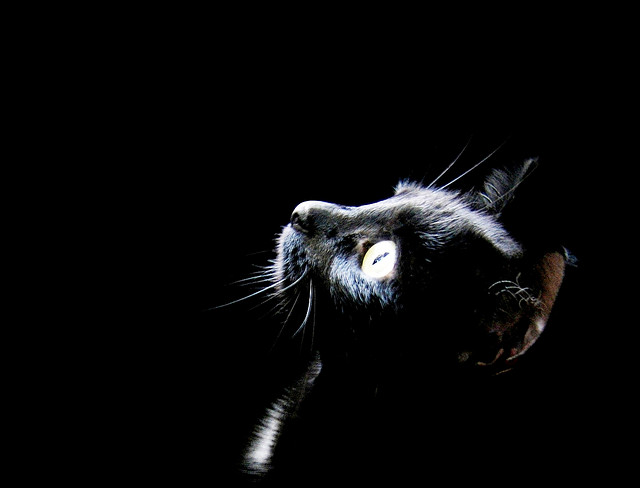 黒猫って、かわいい♪驚きの猫画像２２選!!