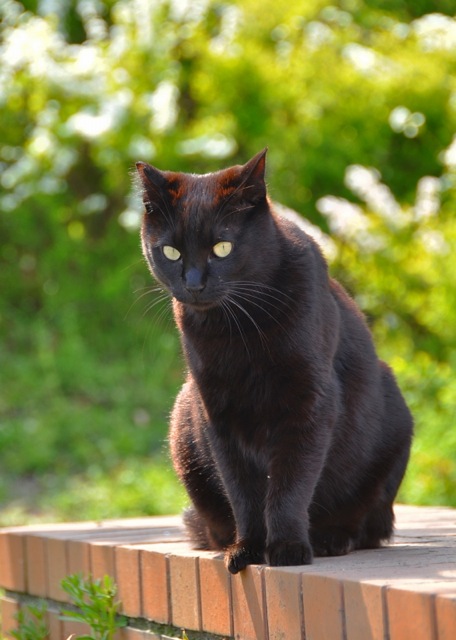 クールビューティーな黒猫画像２２選！！