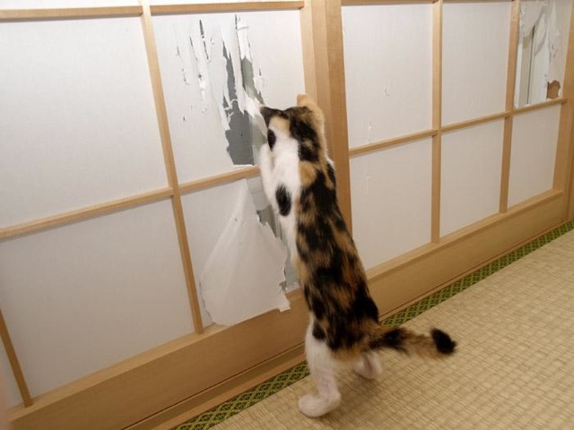  猫の画像がおもしろい猫画像２２選!! 