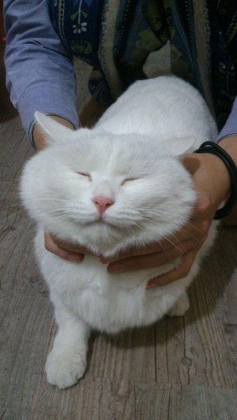 cat(1)