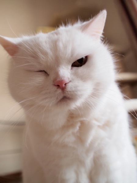 白猫が天使のようにかわいい☆癒しの猫画像２２選!!