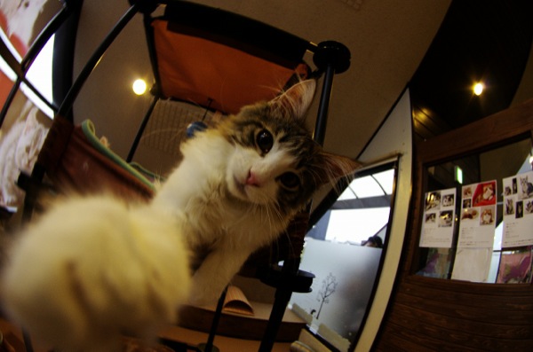 猫カフェで、きゃっきゃと遊び回る、いたずら猫画像２０選!!