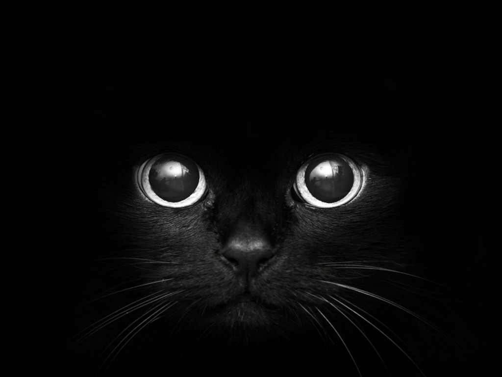 黒猫マニア必見！画像に綺麗に残すための７つのコツ