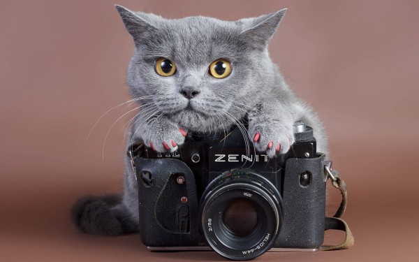 かわいい猫の写真を撮るときに用意しておきたい７つの道具