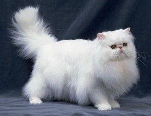 ペルシャ猫を飼うときに知っておきたい7つの基本事項 | 猫画像どっと 猫ブログ