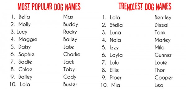 犬の名前を付ける時に参考にして欲しい７つの名づけ法