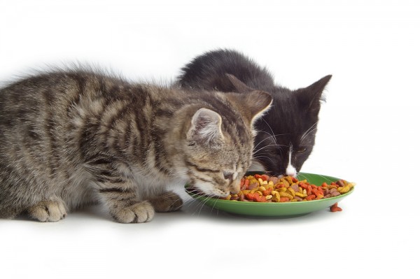 猫を飼うときに意外に重要な７つの餌やりポイント