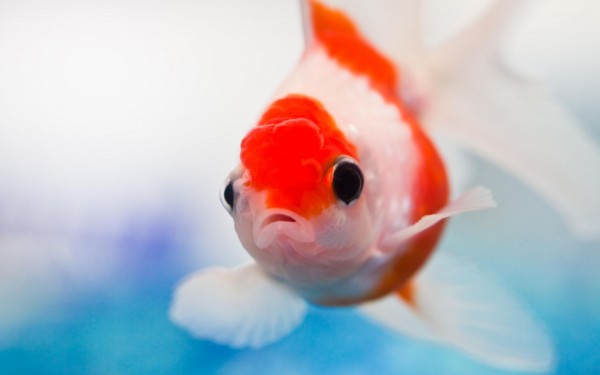 金魚の飼い方で注意するべき７つのポイント