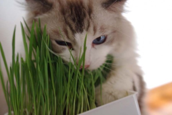 猫草はどうして猫にいいのか。７つの理由と使い方