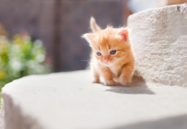 ミニ 何十人も できた 可愛い 子猫 マンチカン Kjc08 Jp