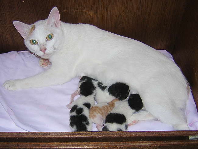 猫の出産が非常に感動的である5つの美談